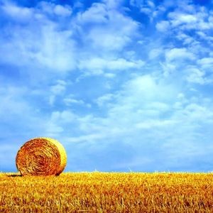 Meet your Posher, Ridge